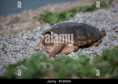 Natur Reptilien ohne Schale Wildlife Snapping Turtle noch felsigen Kies Stockfoto