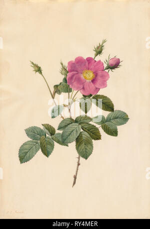 Kohl Rose (Rosa Centifolia Simplex), 1817-1824. Henry Joseph Redouté (Französisch, 1766-1853). Aquarell Stockfoto