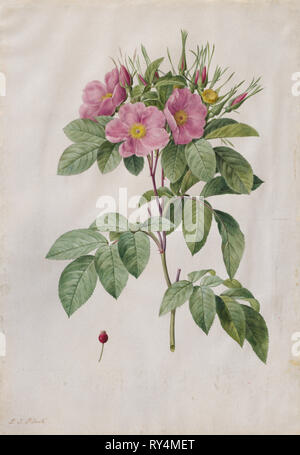 Weide Rose (Rosa Carolina Corymbosa), 1817-1824. Henry Joseph Redouté (Französisch, 1766-1853). Aquarell Stockfoto