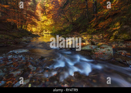 Herbst Wald über Irati Fluss in Navarra, Spanien Stockfoto