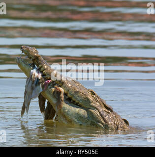 Kauen Stücke eines Brahmanen Kalb eine Amerikanische Krokodil den Kopf gen Himmel sein Mittagessen zu schlucken wirft Stockfoto