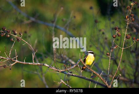 Große Kiskadee sitzt auf einem Ast mit einer leuchtend gelben Brust und weiß und schwarz gebänderte Kopf Stockfoto