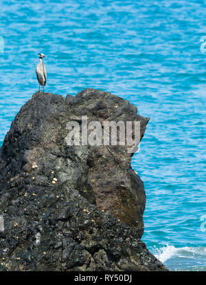 Einsame Gelbe gekrönte Night-Heron steht auf einem Felsvorsprung mit Blick auf den strahlend blauen Meer Stockfoto