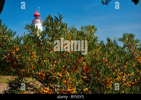 Postkarte Leuchtturm auf der Insel Hiddensee im Sommer Stockfoto