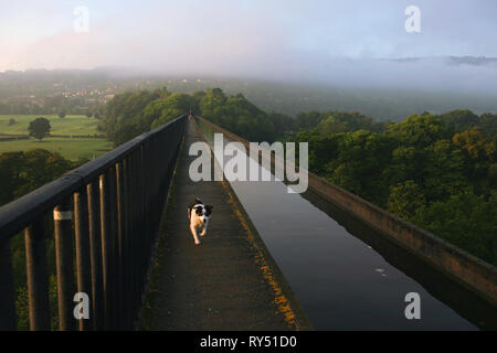 Border Collie Hund auf der Pontcysllyte Aquädukt, Llangollen Canal, Wrexham, Wales Stockfoto