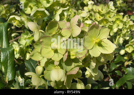 Helleborus argutifolius, die Holly-leaved nieswurz oder korsische Nieswurz, Syn. H., H. lividus corsicus Subsp corsicus in Blüte im März, Großbritannien Stockfoto