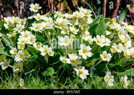 In der Nähe von Büschel der gelben Blüten von Primula vulgaris (Gemeinsame Primrose) an einem sonnigen Tag Stockfoto