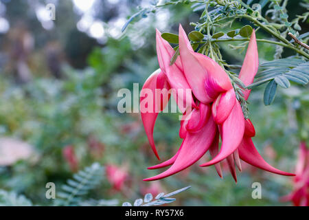 In der Nähe von rot, rosa Blüten von Clianthus puniceus (Lobster Claw oder Kaka Schnabel) Stockfoto
