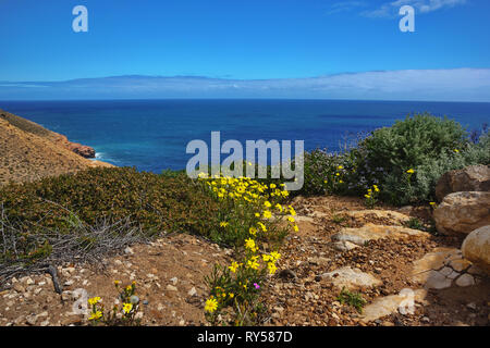 Küsten Frühjahr wilden Blumen blühen im Kalbarri Nationalpark in Western Australia Stockfoto