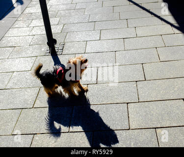 Einen kleinen Terrier Hund gebunden außerhalb Shop auf Pflaster wirft einen Schatten im hellen Sonnenschein Fort William High Street schottischen Highlands Stockfoto