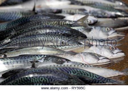 Makrele am Pier in Kenmare, County Kerry als der Fischwirtschaft Sorgen über das Ergebnis der Brexit. Stockfoto