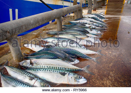 Makrele am Pier in Kenmare, County Kerry als der Fischwirtschaft Sorgen über das Ergebnis der Brexit. Stockfoto