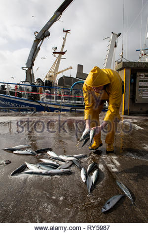 Ein Fischer tragen ein gelbes Outfit verworfen, Makrelen an der Pier sammelt im Dingle in der Grafschaft Kerry Stockfoto