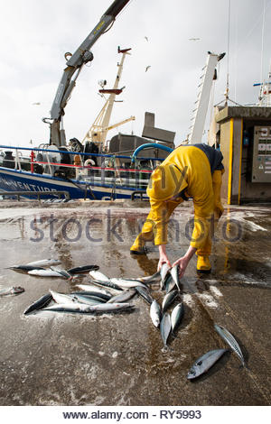 Ein Fischer tragen ein gelbes Outfit verworfen, Makrelen an der Pier sammelt im Dingle in der Grafschaft Kerry Stockfoto