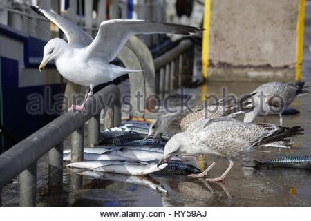 Möwen auf Dingle Pier toter Makrelen, die von Fischern aus dem Boot geworfen, Essen Stockfoto