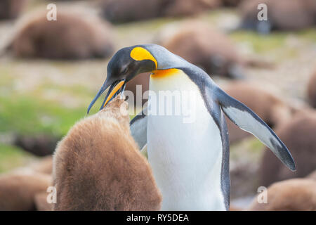 Ein erwachsener Königspinguin (Aptenodytes patagonicus) Fütterung der Küken, East Falkland, Falkland Inseln, Südatlantik, Südamerika Stockfoto