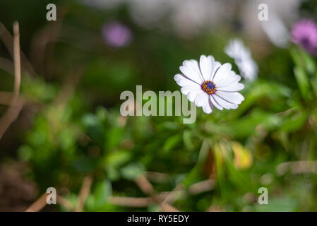 In der spanischen Landschaft gibt es viele Sorten von Blumen, die Gänseblümchen sind einer von ihnen. Stockfoto