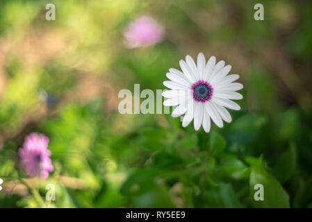 In der spanischen Landschaft gibt es viele Sorten von Blumen, die Gänseblümchen sind einer von ihnen. Stockfoto