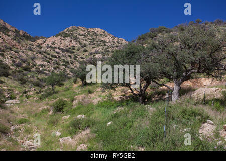 Sierra Purica, Mpo. Bacoachi, Sonora, Mexiko Stockfoto