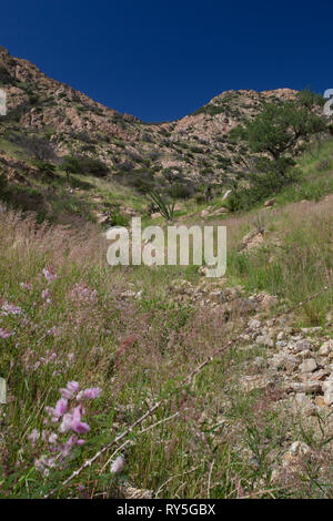 Sierra Purica, Mpo. Bacoachi, Sonora, Mexiko Stockfoto