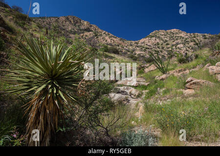 Sierra Purica, Mpo. Bacoachi, Sonora, Mexiko Stockfoto