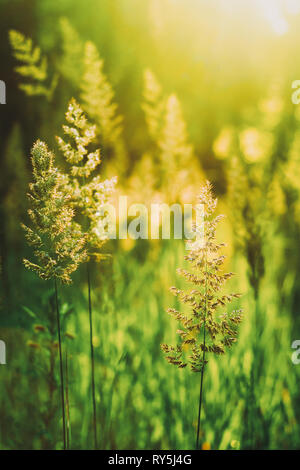 Bereich der Gras während des Sonnenuntergangs. Stockfoto