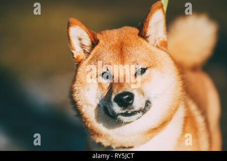 Nahaufnahme Kopf Zunge von schönen Jungen roten Shiba Inu Hund im Freien Stockfoto