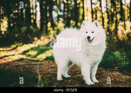 Weiße Samojeden Hund Outdoor Portrait Stockfoto