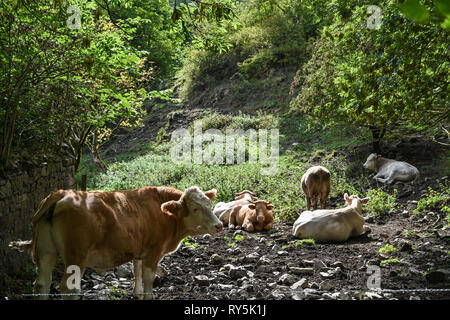 Kühe stehend und liegend in ein schlammiges Feld Stockfoto