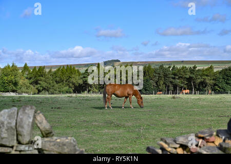 Pferd Weiden in einem Feld in einem sonnigen Wintertag Stockfoto