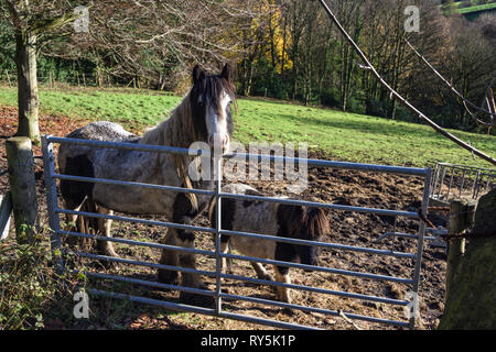 Pony und Fohlen stehen in ein schlammiges Feld hinter einem Stahl Tor an einem Wintertag Stockfoto