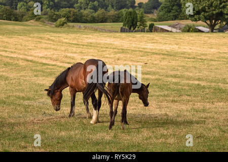 Pferd und Pony Beweidung in ein Feld an einem sonnigen Nachmittag Stockfoto