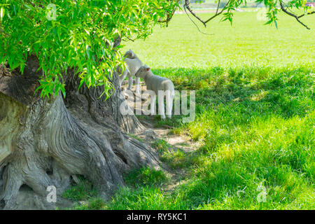 Lämmer Zuflucht im Schatten der knorrigen alten Willow Tree in sattem Grün Feld Stockfoto