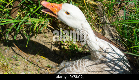 Gans auf Nest am Rande des Feldes mit Zischen orange Schnabel öffnen Stockfoto