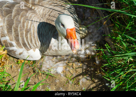 Gans auf Nest am Rande des Feldes mit Zischen orange Schnabel öffnen Stockfoto