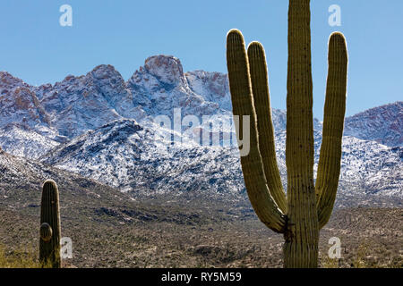 Schneefall auf Pusch Ridge, Catalina State Park, Tucson, Arizona, gigantischen Saguaro Kaktus (Carnegiea gigantea) im Vordergrund. Stockfoto