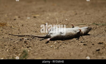 Tote Ratte im Dreck Stockfoto