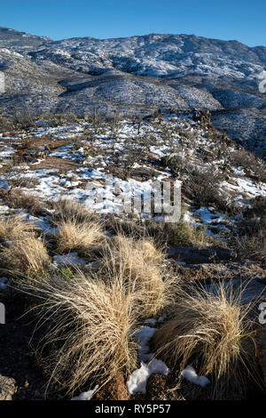 Rincon Mountains mit frischem Schnee und golden Grass, Redington, Tucson, Arizona Stockfoto