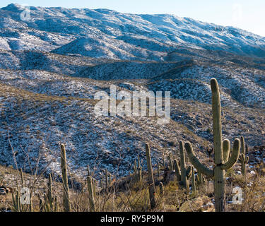 Rincon Mountains mit frischem Schnee, Saguaro Cactus (Carnegiea gigantea) im Vordergrund, Redington, Tucson, Arizona Stockfoto