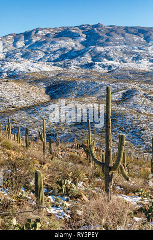 Rincon Mountains mit frischem Schnee, Saguaro Cactus (Carnegiea gigantea) im Vordergrund, Redington, Tucson, Arizona Stockfoto