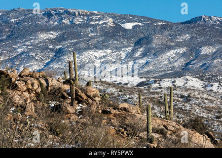 Rincon Mountains mit frischem Schnee, Saguaro Cactus (Carnegiea gigantea) im Vordergrund, Redington, Tucson, Arizona Stockfoto