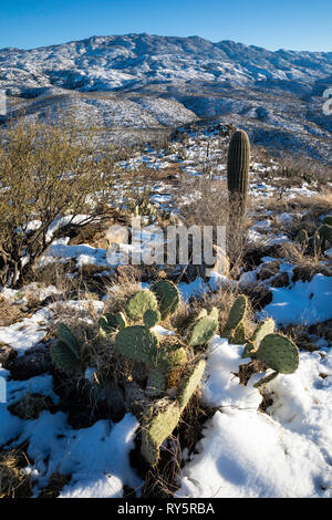 Rincon Mountains mit frischem Schnee und Kaktus, Redington, Tucson, Arizona Stockfoto