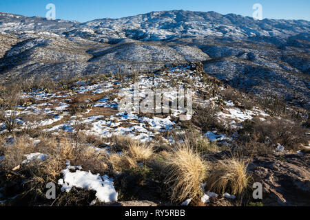 Rincon Mountains mit frischem Schnee und golden Grass, Redington, Tucson, Arizona Stockfoto