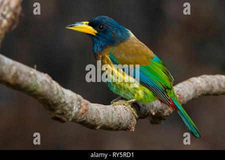 Große Barbet, Psilopogon virens, Sattal, Uttarakhand, Indien Stockfoto