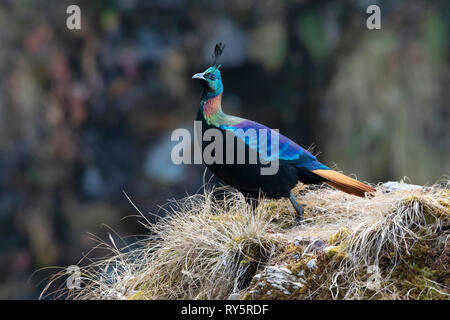 Himalayan Monal, Lophophorus impejanus, Kedarnath Wildlife Sanctuary, Chopta, Uttarakhand, Indien Stockfoto