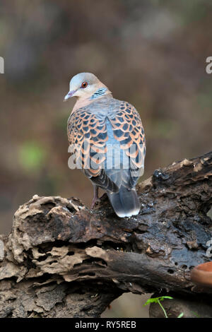 Orientalische Turteltaube, Streptopelia orientalis, Sattal, Uttarakhand, Indien Stockfoto