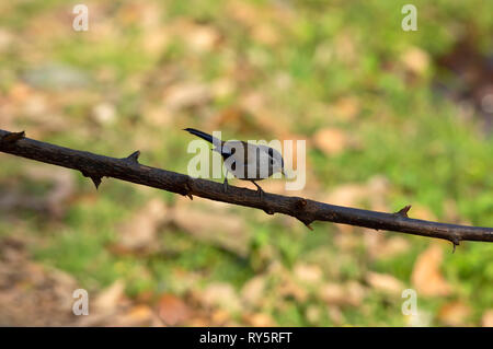 Blue winged Siva, Minla cyanouroptera, Sattal, Nainital, Uttarakhand, Indien Stockfoto