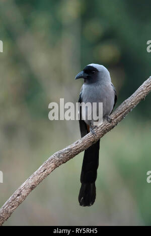 Grau treepie, Dendrocitta formosae, Sattal, Nainital, Uttarakhand, Indien Stockfoto