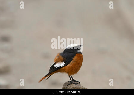 Der Güldenstädt redstart Phoenicurus erythrogastrus, Khardungla, Pass, Ladakh, Jammu und Kaschmir, Indien Stockfoto