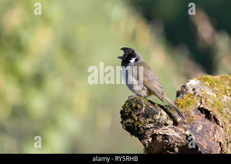 Himalayan Bulbul, Pycnonotus leucogenys, Nainital, Uttarakhand, Indien Stockfoto